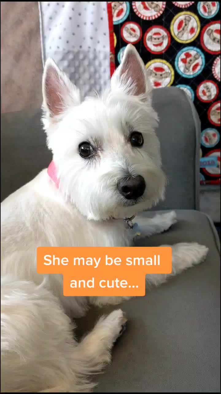 @Teddy the Mutt