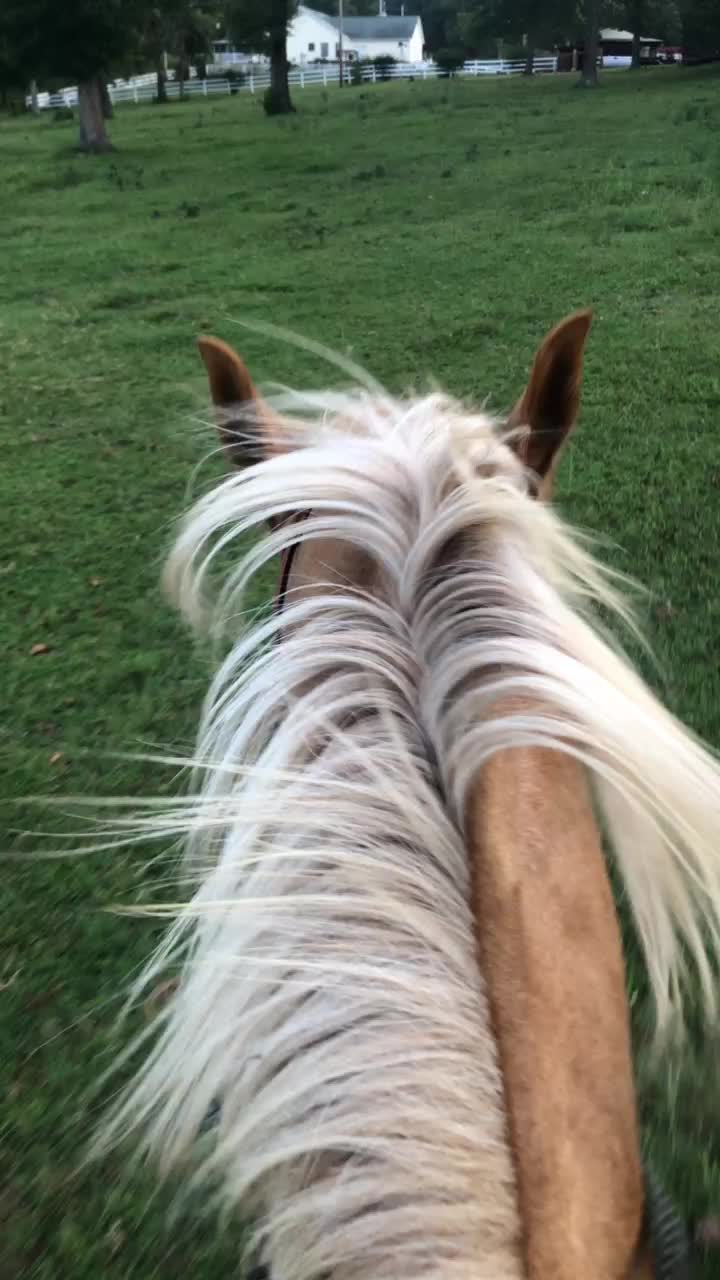 @My horse life❤️