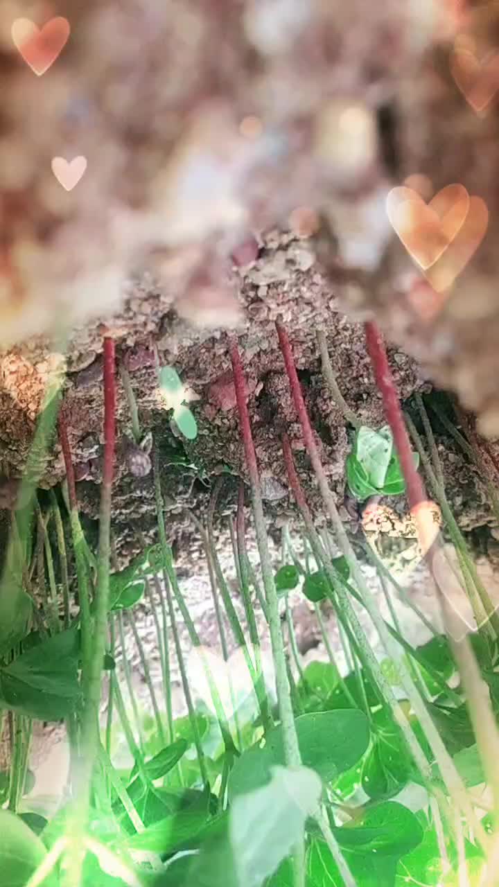 @꧁☆ຖคงēēຖ ti๓๓ค☆꧂