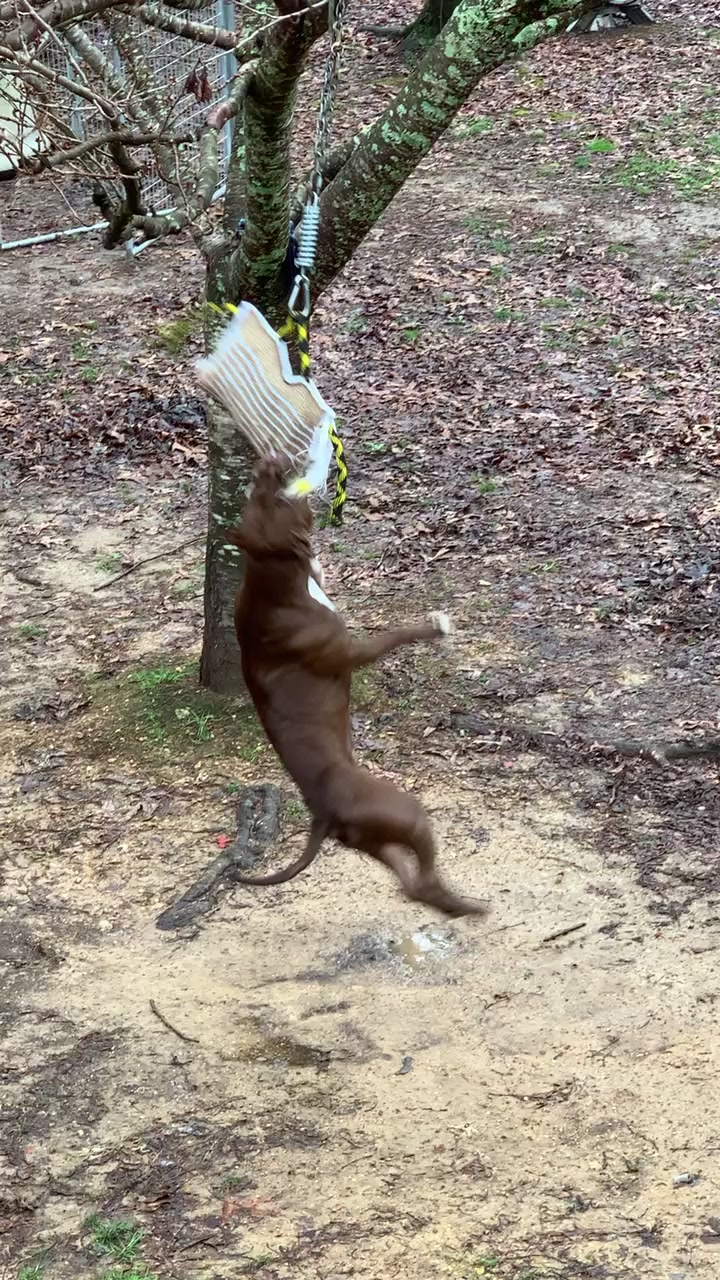 @Mount_Ruckus_Kennels