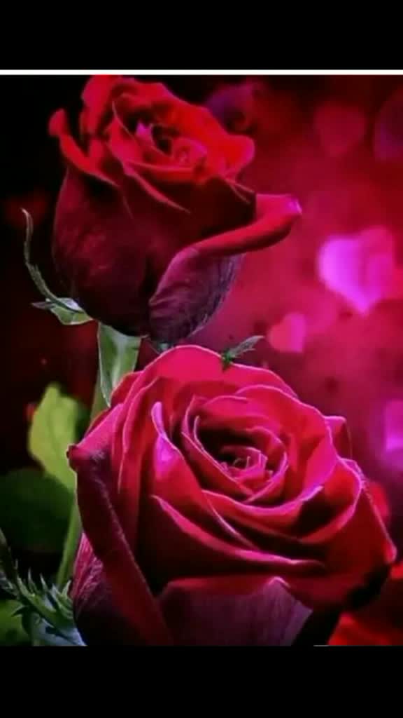 @Rajiya Khatoon