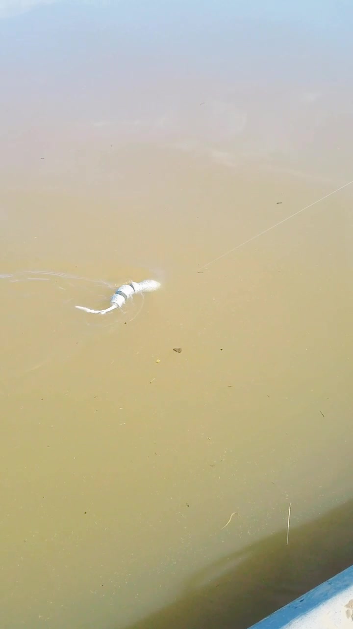 @Narrow Gate Baits