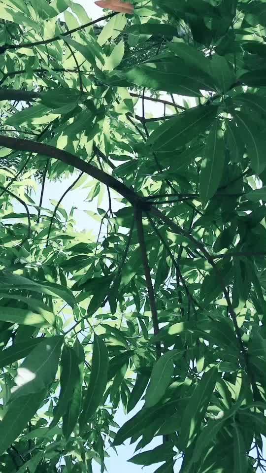@suryakantlokhande114