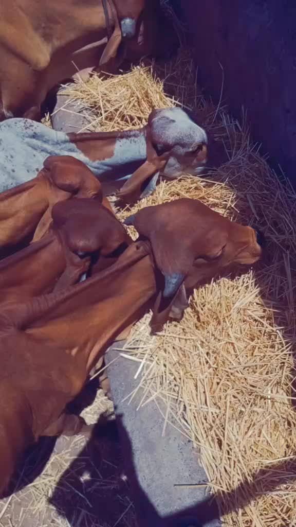 @ગૌ રક્ષક