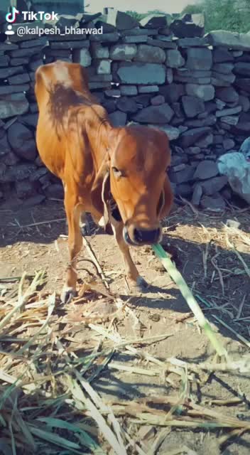 @D.K.ભુવા