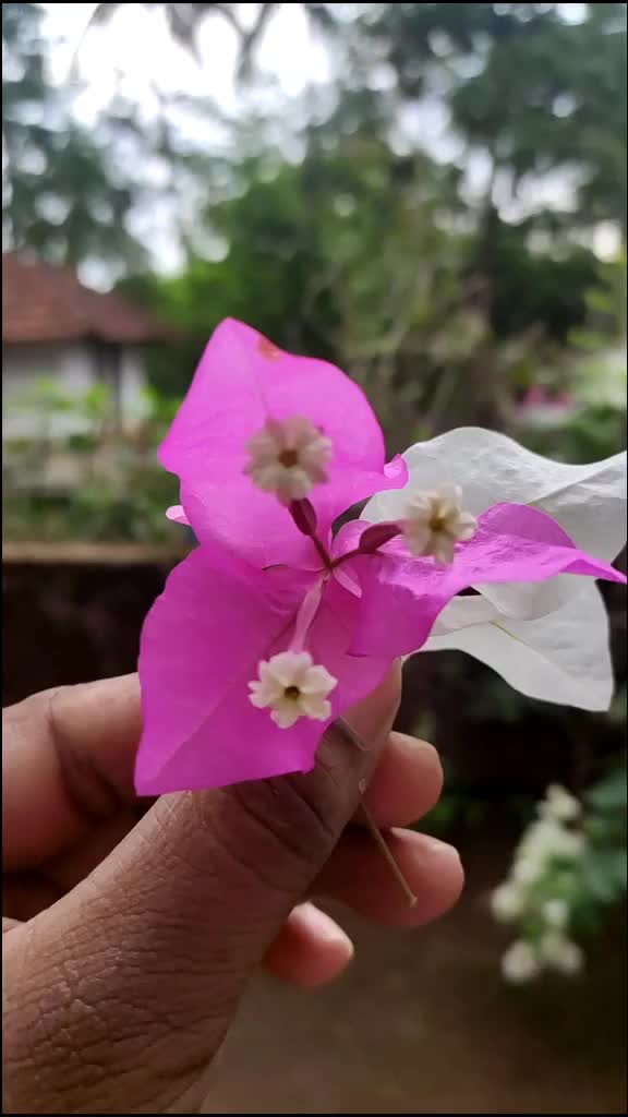 @jishnu