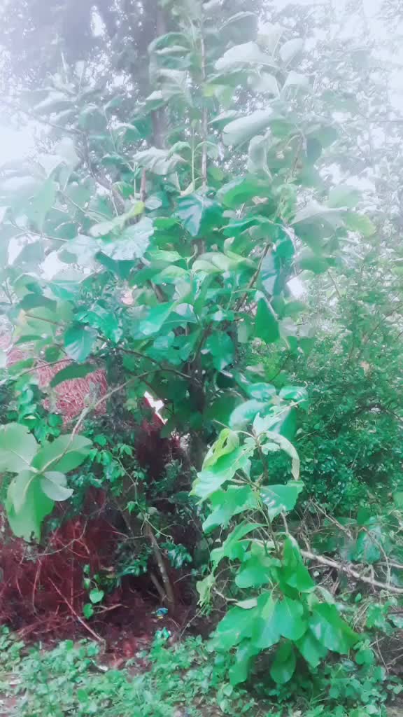 @Barsharani mohapatra