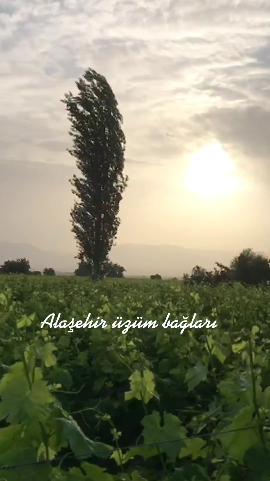 @🍁SOM☘️SALAMURA🍁