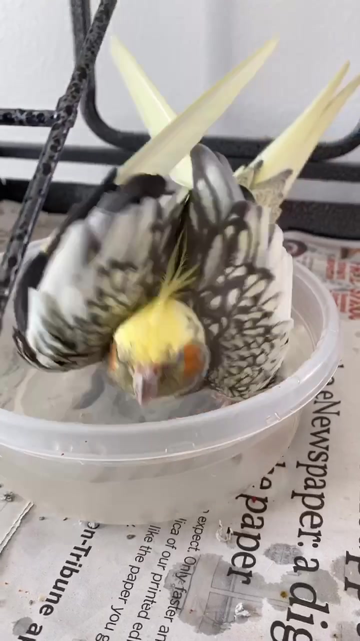 @NuggetandZeus