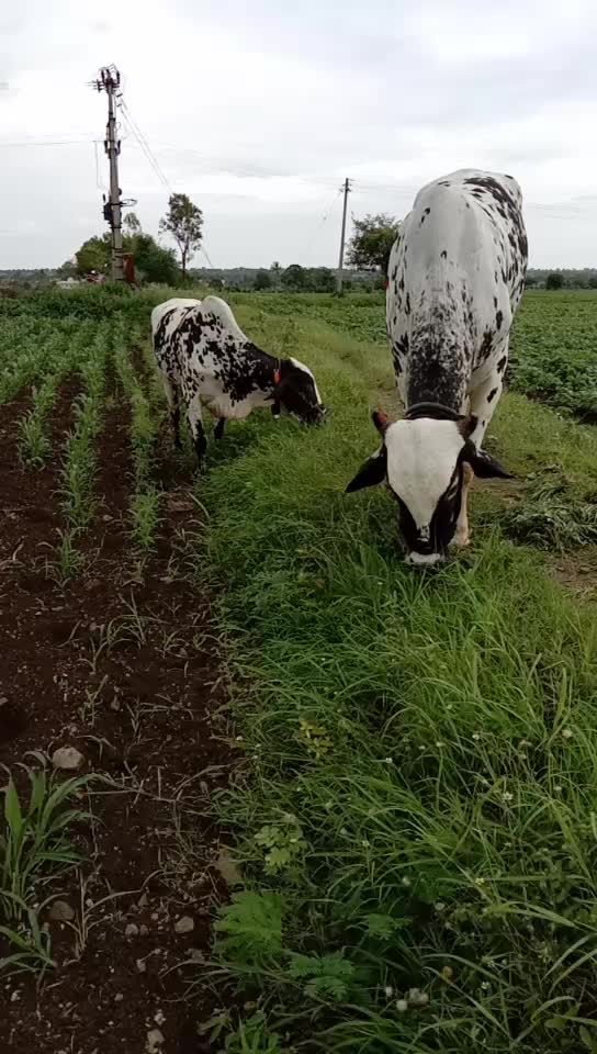 @user8187624844685