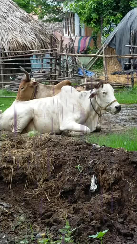 @user9433350176497