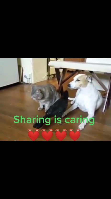 @JBN CATS
