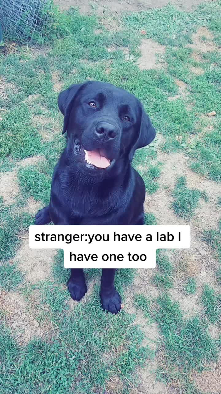 @crazy_dog_person