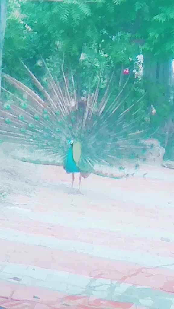 @(Mr)  રામદેવ  સોરૂ