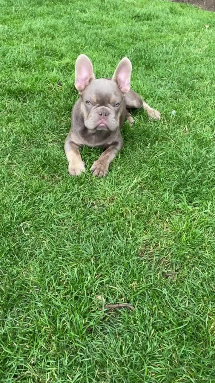 @rudzbulldogz