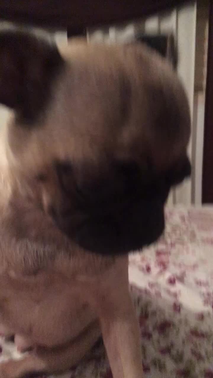 @Pug_kinder