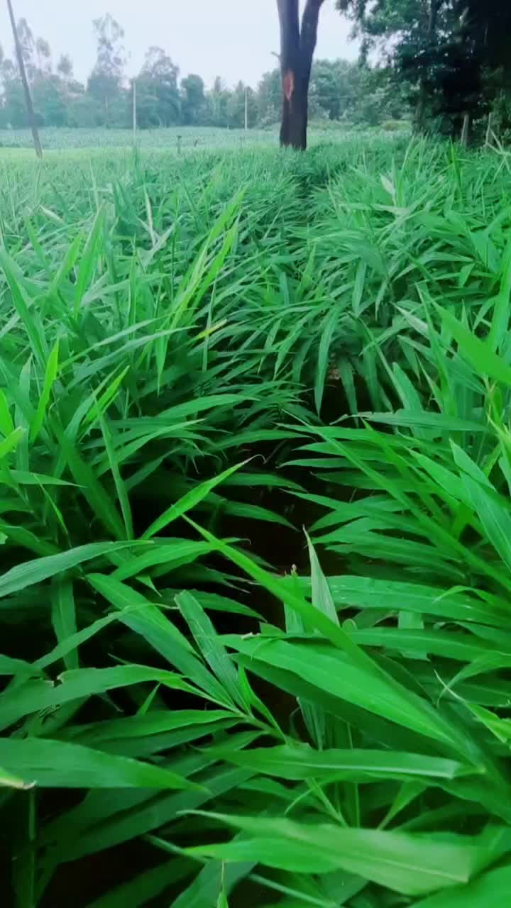 @ಉಮೇಶ್ ಗೌಡ್ರು ಉಮೇಶ್