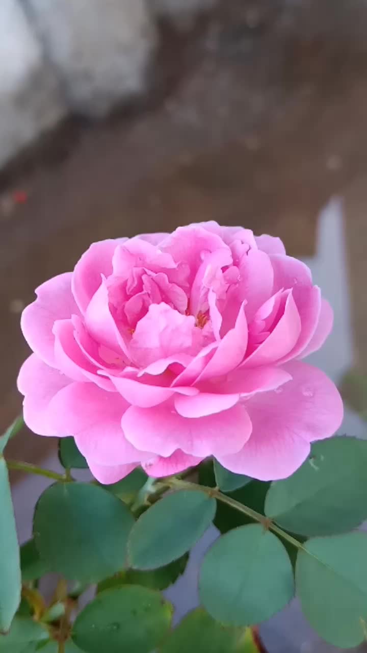 @Kannamma💙
