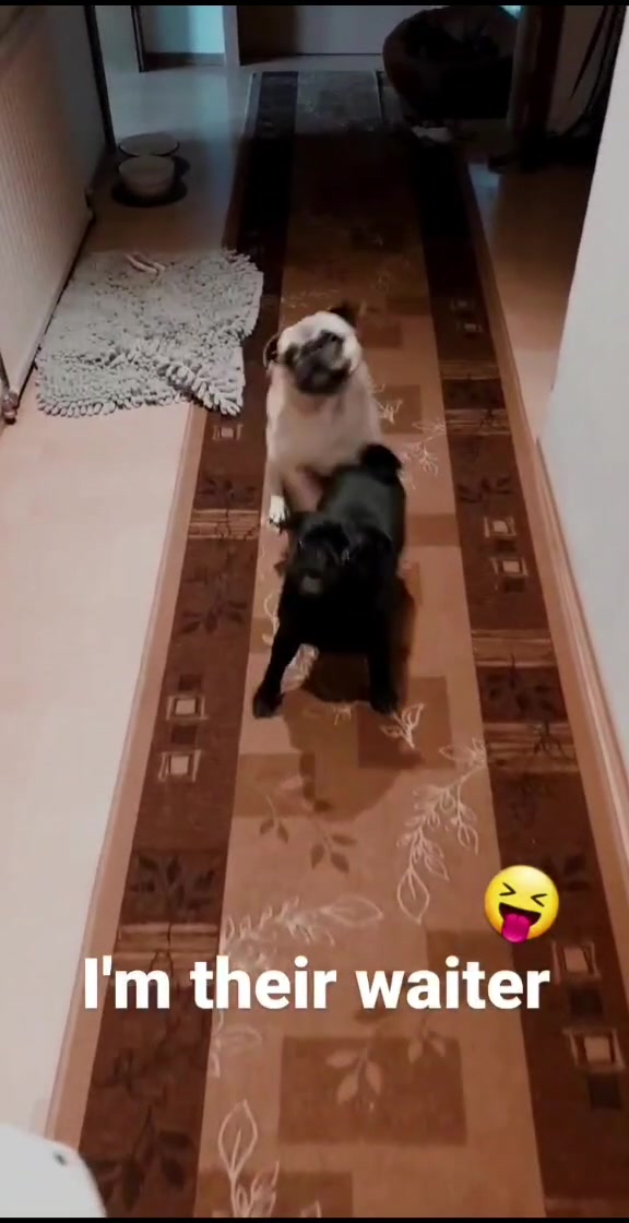 @lovelypug.kiba