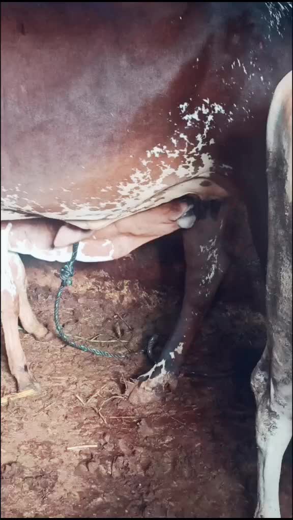 @Puligila Rajesh