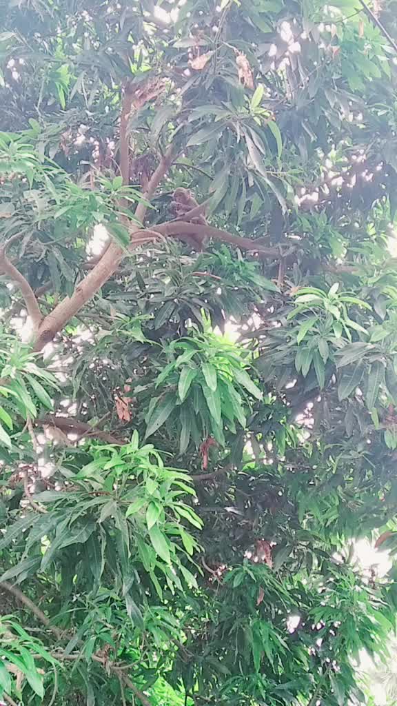 @ayesha gafur243