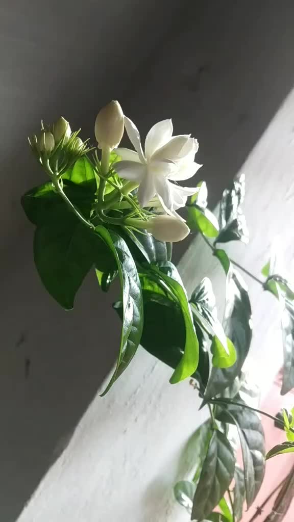 @Rajahmundry_Ammai
