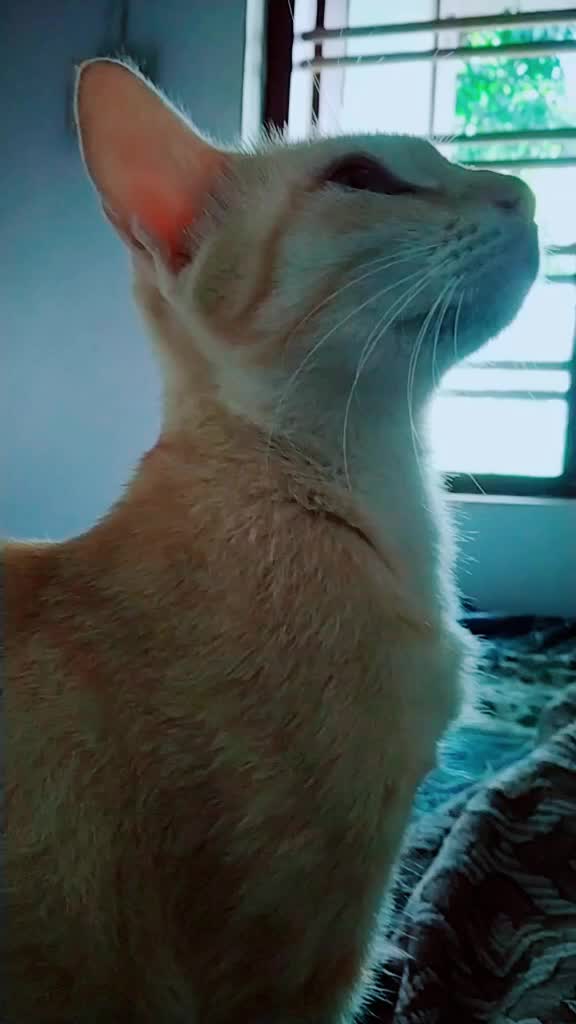 @കുഞ്ഞി..🐈