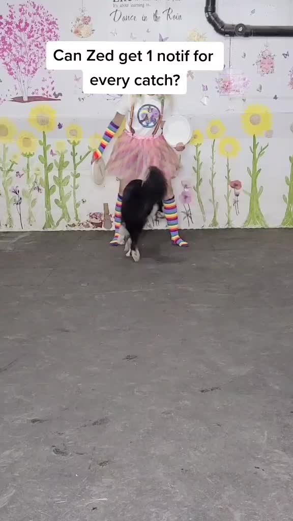@Zedthebordercollie🇨🇦