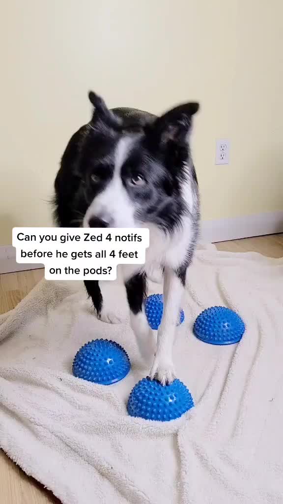 @Zedthebordercollie🇨🇦