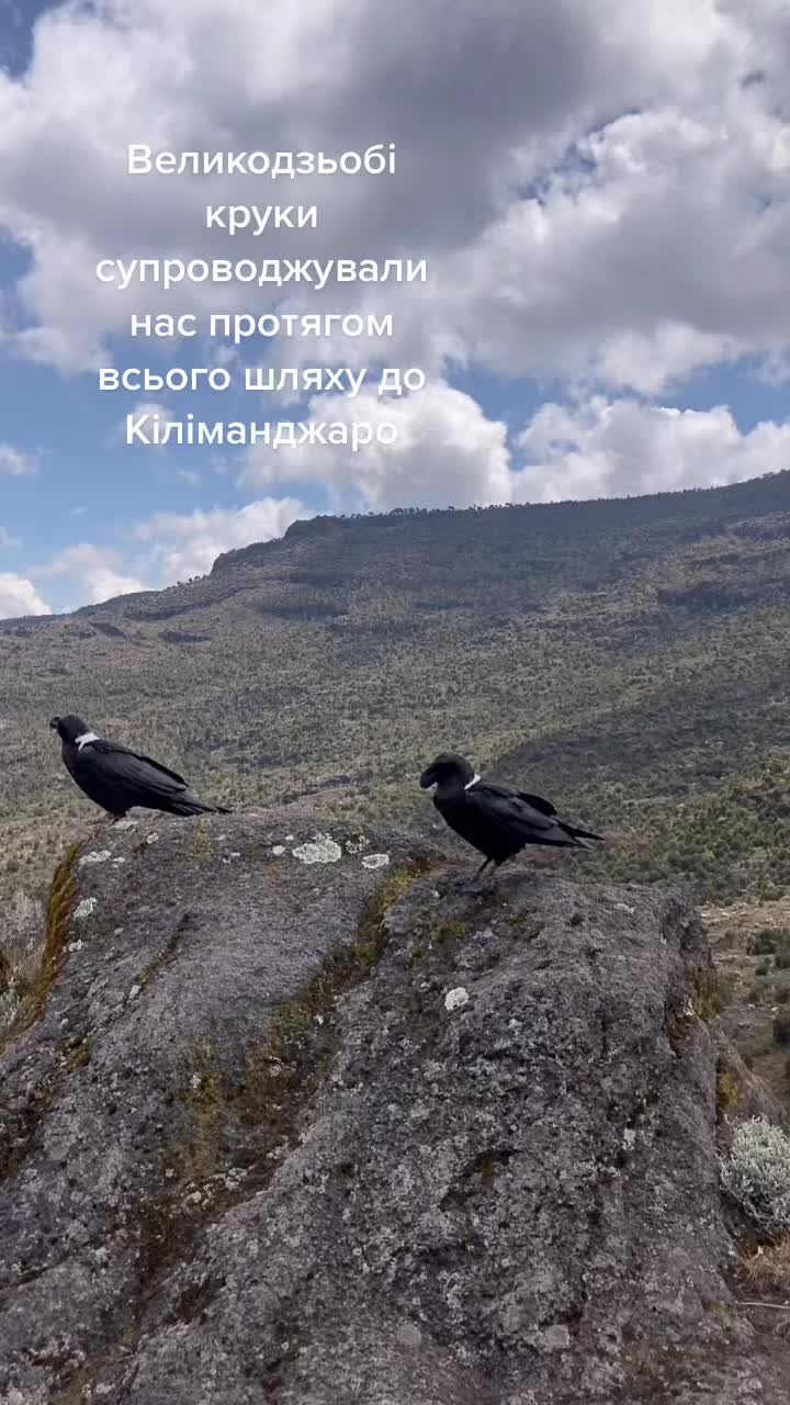 @Птахи, бьордвочинг, орнітолог