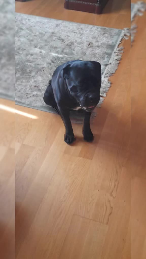 @🐶Dog_tik_tok🐶