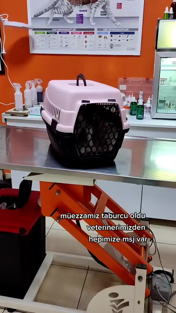 @Elif Enise Alan&ccedil;ay