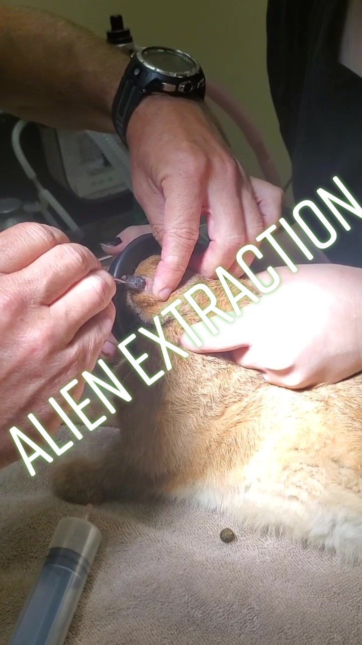 @𝖒𝖆𝖚𝖗𝖆