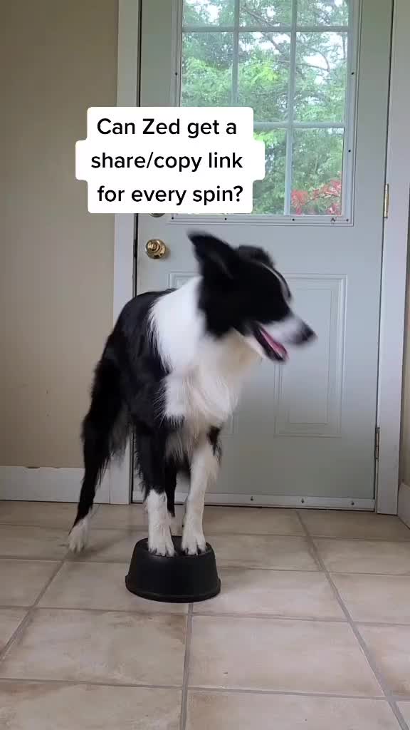 @Zedthebordercollie🇨🇦