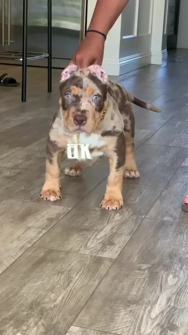 @Tribe Bully Kennels
