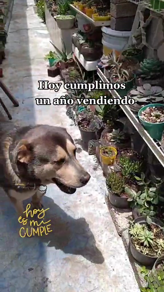 @Que Suculentas