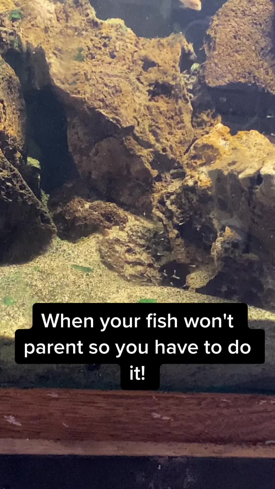 @Aquatic Journal
