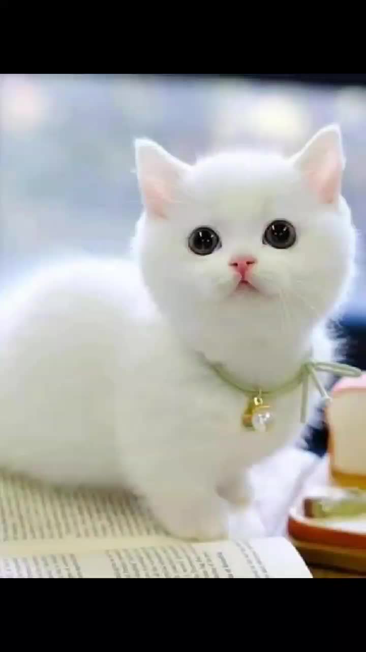 @chat 🐱🐱🐱🐈🐈