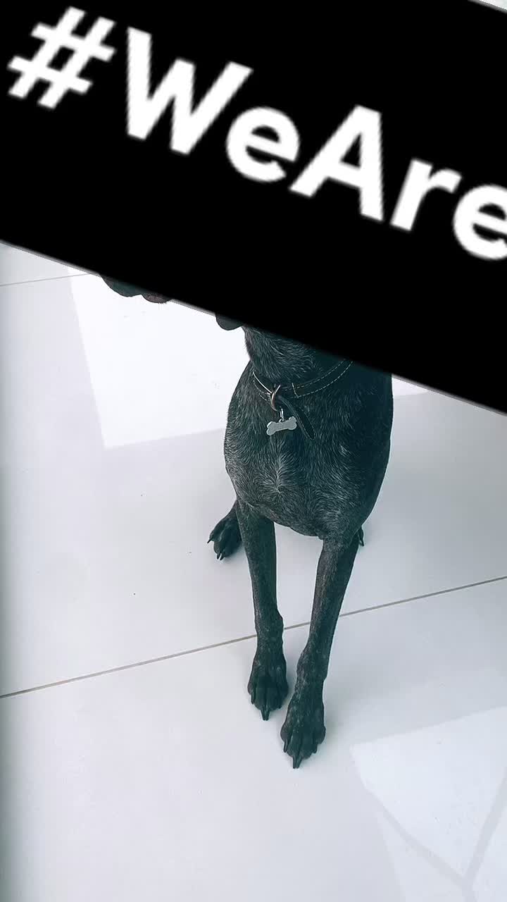 @Monty 🐶