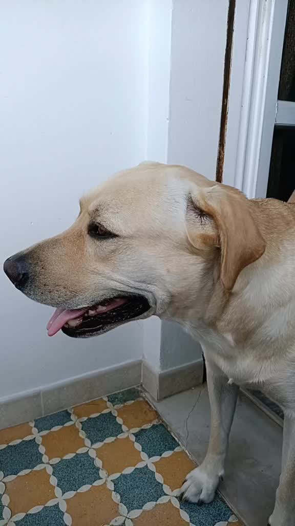 @il mio amico Lucky