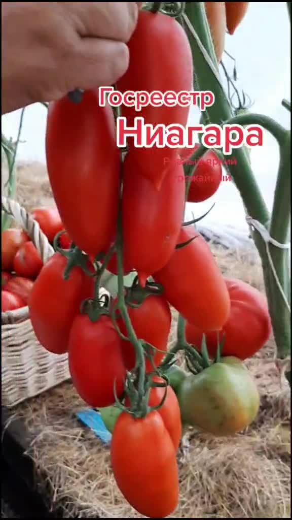 @Дача мечты