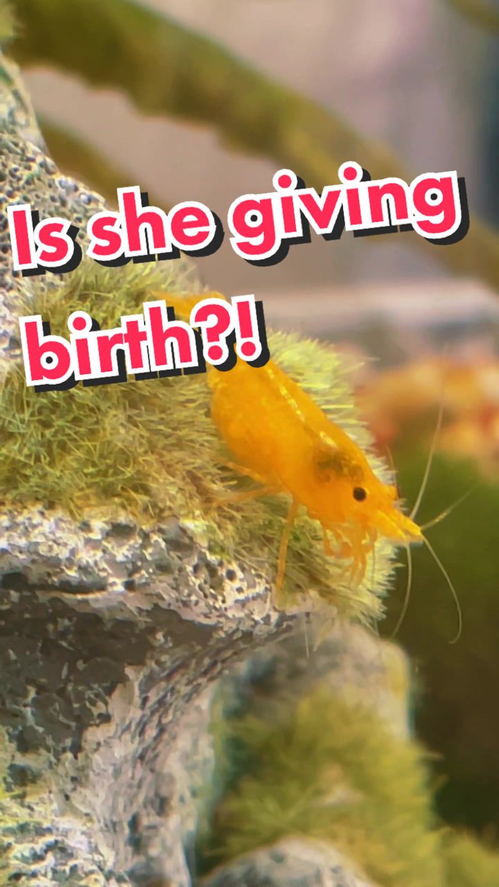 @Larrythebluecrawfish