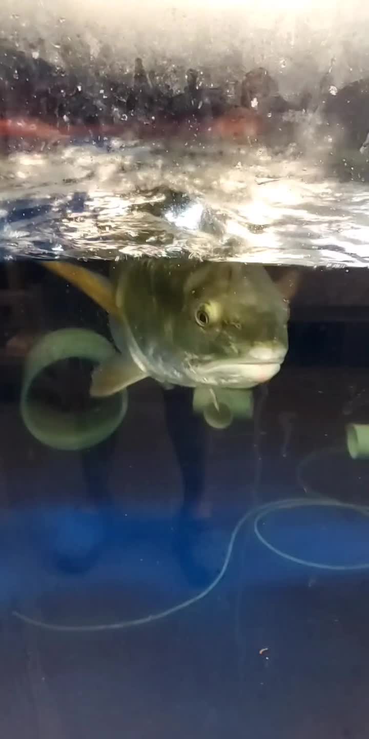 @Cuttle Aquarist