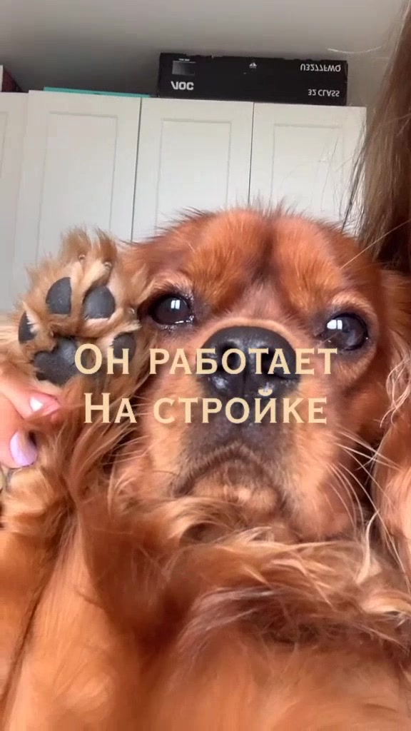@Тигрёнок🤫