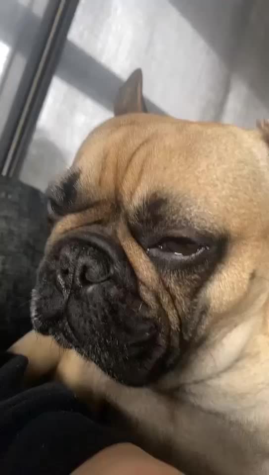 @Miss Lola the Frenchie