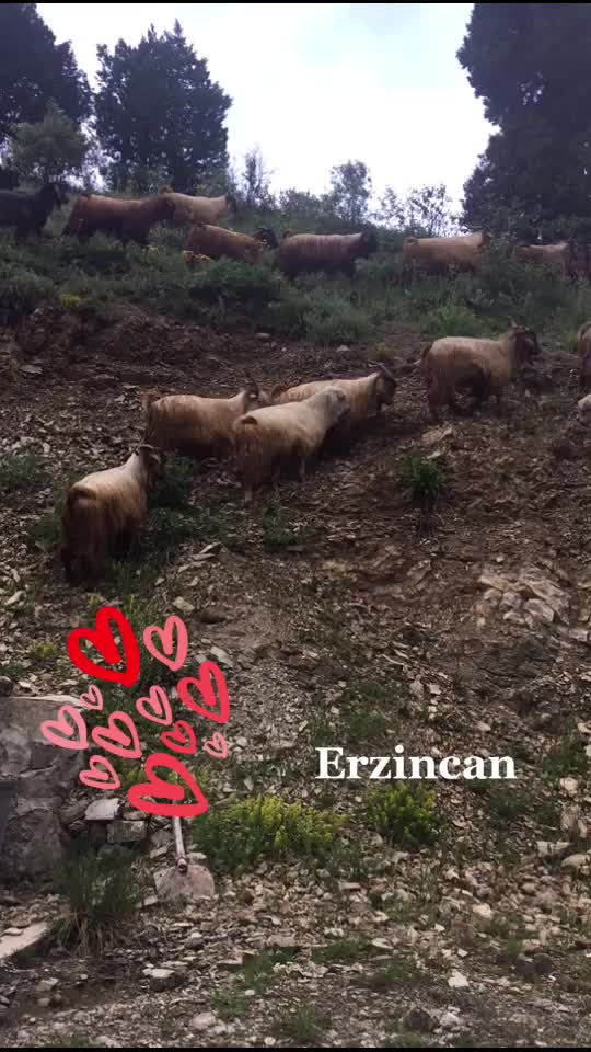 @Leyla Ilgöz