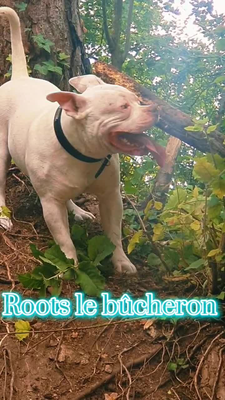 @🐾🪐The bully 🪐🐾