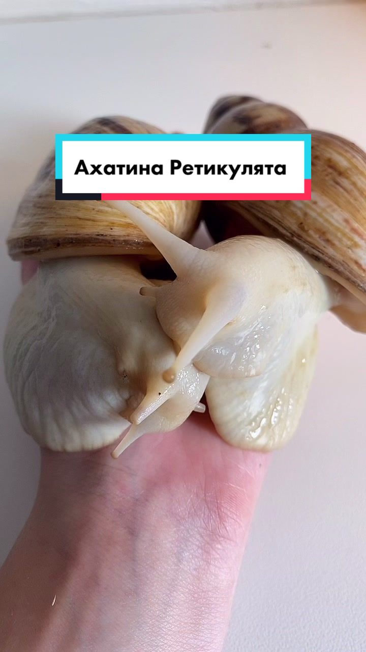 @My_Clams