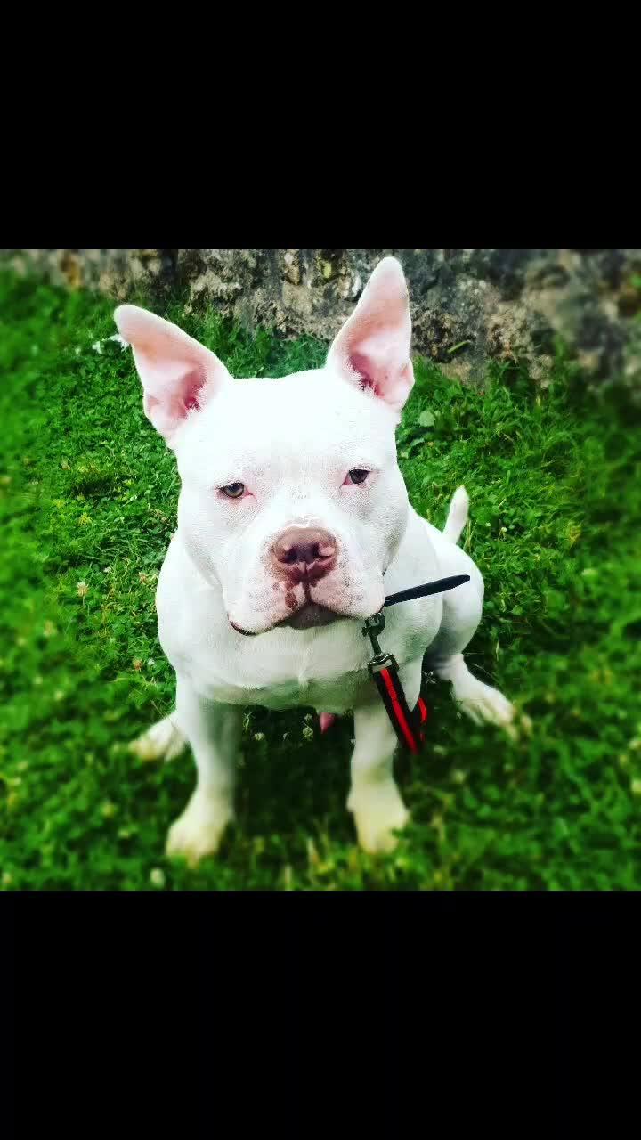 @🐾🪐The bully 🪐🐾