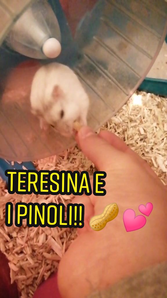 @susi_and_animals🐭🍀💕🎇